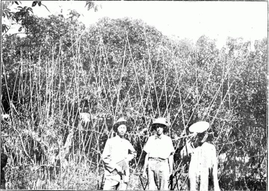 再出发:增城挂绿荔枝由于未申报评选 无缘第四批中国重要农业文化遗产