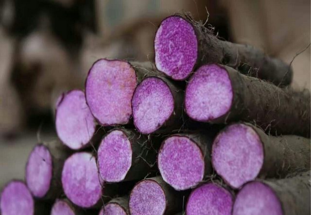 增城紫玉淮山富含花青素 成为高颜值的网红农产品 批发价能卖到90元/箱