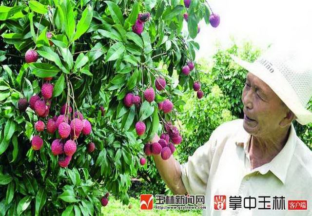 吕超锦引进广州增城特产"仙进奉"荔枝 科技扶贫圆了玉林市果农的致富梦