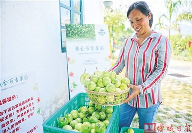 增城区派潭镇双头村的黄金百香果"黄金”满山飘香庆丰收 带动农民就业增收