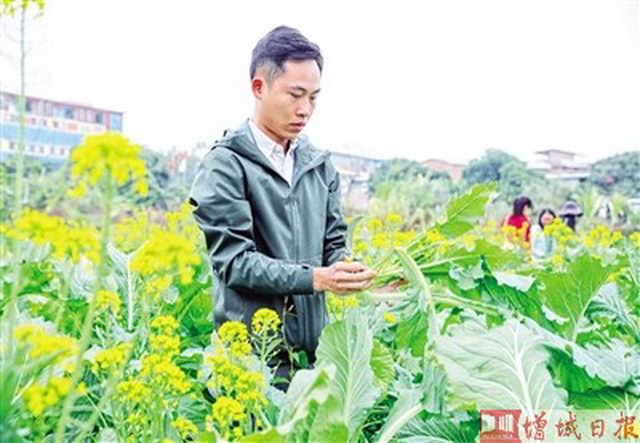 增城区全面实施乡村振兴战略 小楼镇青年返乡种迟菜心 发展商机成新潮