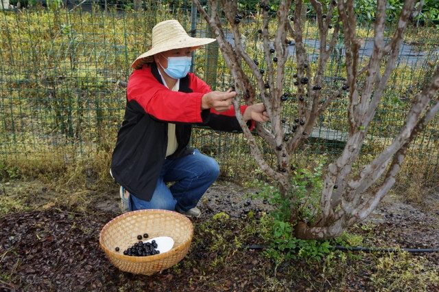 增城区正果镇中西村的嘉宝果:浑身是宝价值高 身价曾高达500元/斤