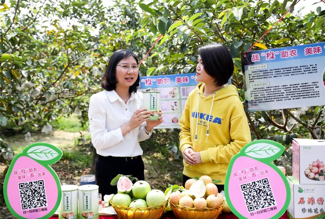 战疫助农 :增城区副镇长直播带货为农产品代言 田间地头直播引领新时尚