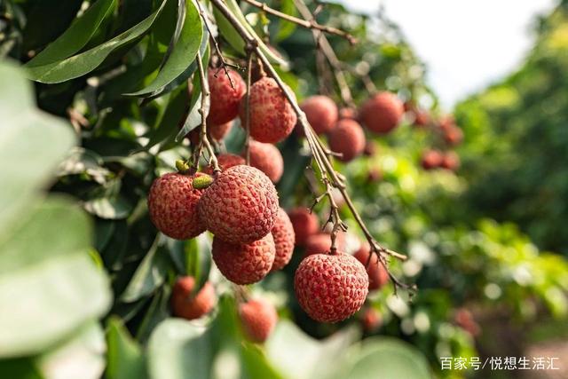 岭南佳果数荔枝 荔枝之王在广州增城 增城的荔枝栽培历史极其悠久