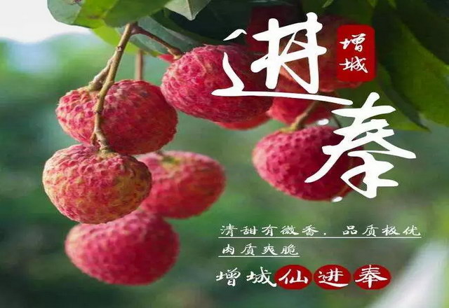 广州市增城区仙村镇基岗村的仙进奉荔枝 寄托了农户们致富奔康的希望