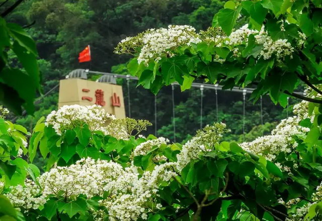 增城区小楼镇二龙山上的梧桐花开 拥有最美好的荔乡人间四月天