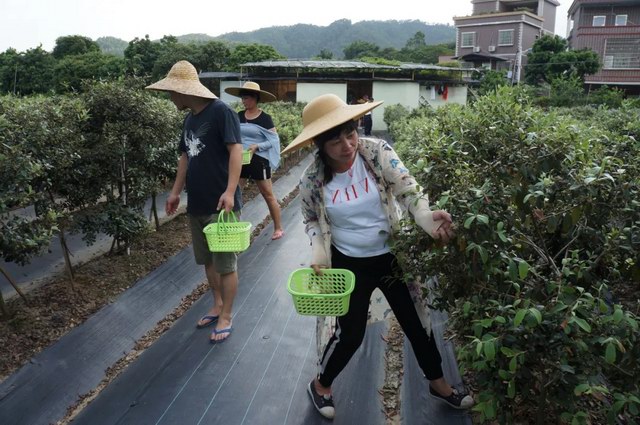 增城区朱村街上油罗村民  种植捻子树产量高达8500公斤  预计收入超70万元