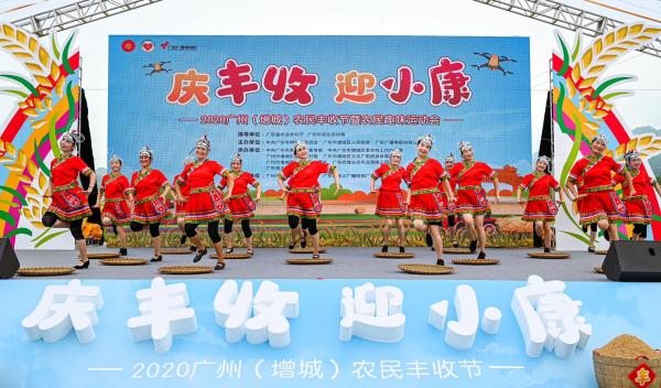 丰收节里稻谷香:广州增城出台十项惠农举措 展示了农村改革发展的巨大成就