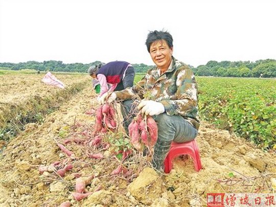 助力乡村振兴:广州市增城区仙村镇竹园村人种植番薯有400余年历史