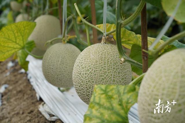 广州增城荔湖街的乡丰特色水果种植园 攻关卡脖子技术 阿鲁斯网纹瓜将上市