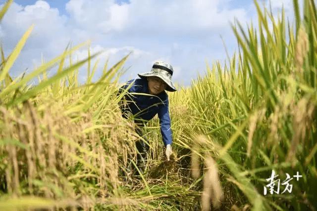 安家广州增城华南农业大学实验基地的太空“中国天稻”已成熟收割