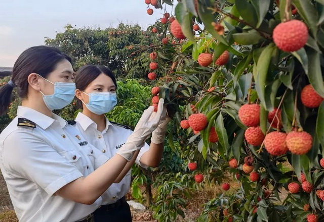 增城荔枝突围需全荔以赴 电商助荔开拓好市场 海外出荔变身世界果