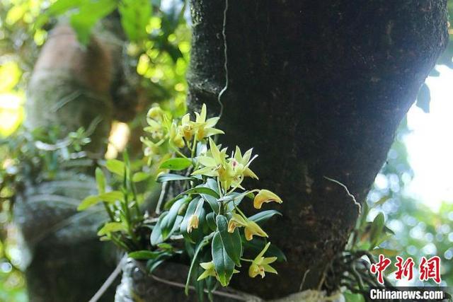 广州增城太子坑森林公园荔枝树上长铁皮石斛  仙草借力科技实现种瓜得豆