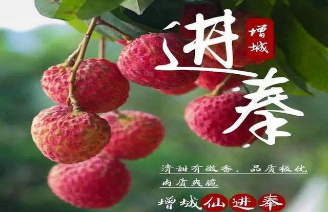 粤荔枝产业迎迭代升级:推出以增城区仙村镇仙进奉为代表的多个荔枝新品种