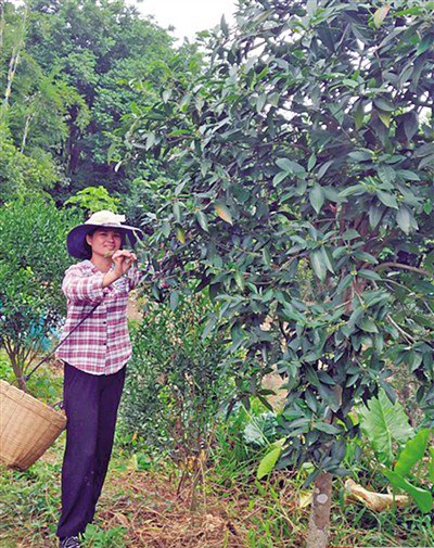 毛茶传统制茶技艺：广州增城地区制茶卖茶最悠久是派潭镇背阴范屋村