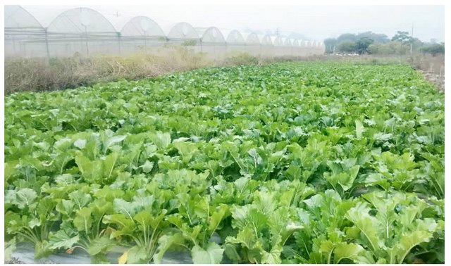 增城迟菜心的栽培技术:从育苗管理 浇水施肥 病虫害防治到采收等方面