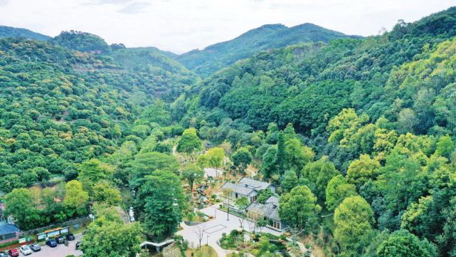 广州增城三级联动保护机制让古树“老有所养” 植树巡林让护绿“蔚然成风”