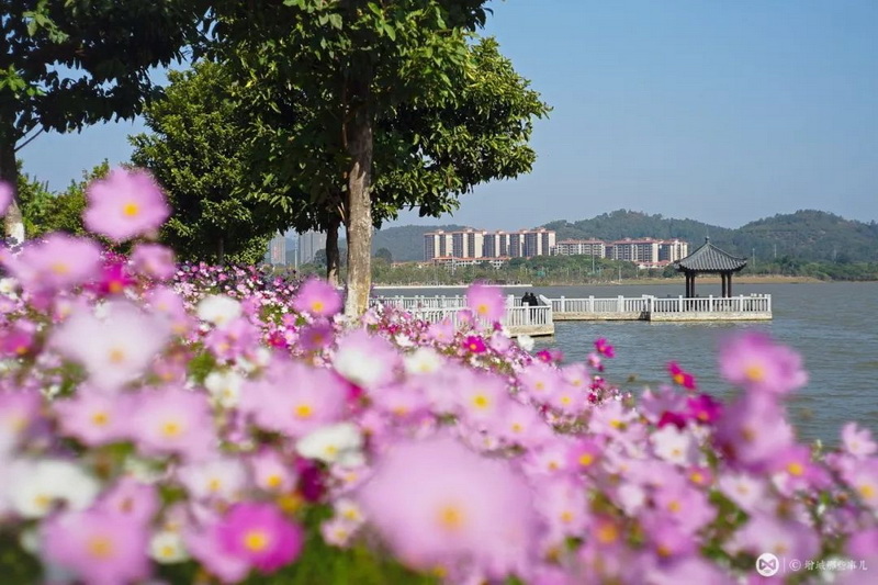 增城区荔湖街荔湖西侧的格桑花海绿道景区 得意春风凝紫气 随心澍雨润芳花