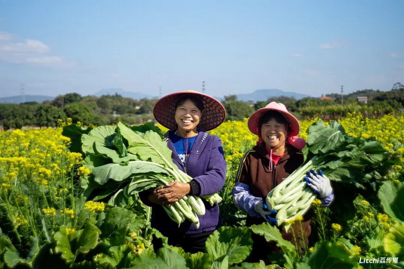 增城迟菜心的历史渊源及传说：菜心盈翠冬日迟 天赐丰饶胜奇葩