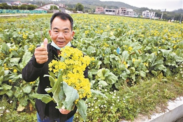 历经霜冻和吸收天地养分 生长周期长造就增城迟菜心清甜鲜嫩的独特口感