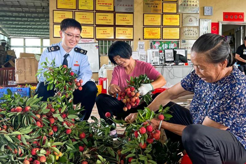 广州市增城区税务蓝添彩荔枝红 税惠上门 助推现代农业产业园加速跑