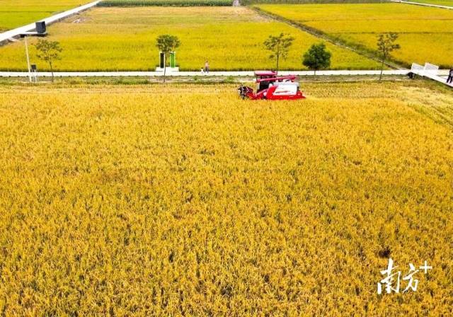 增城区朱村以"三驾马车"新出发  以夯实产业基础的新面貌重塑镇域发展逻辑