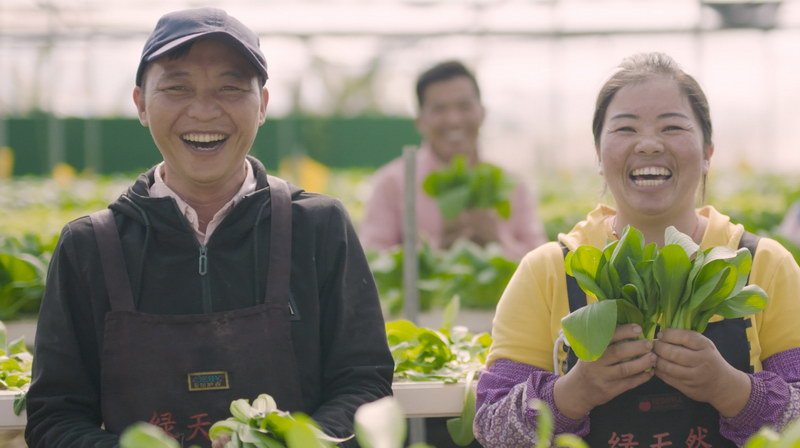 增城区中新镇五联村的绿天然水培蔬菜种植基地 蔬菜是“喝”山泉水长大的