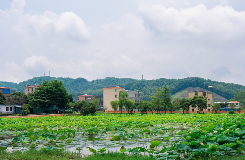 增城区荔城街莲塘村 荷塘与田园古村落相互映衬 绘就绝美的山水田园诗歌画卷