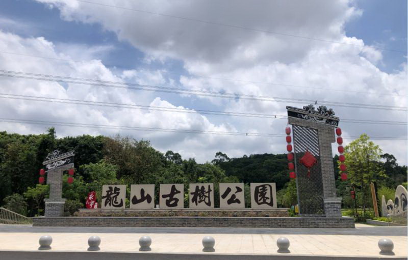 增城区永宁街陂头村 爱树护树融入血脉 后龙山上的古木林 日寇砍伐刀痕今犹在