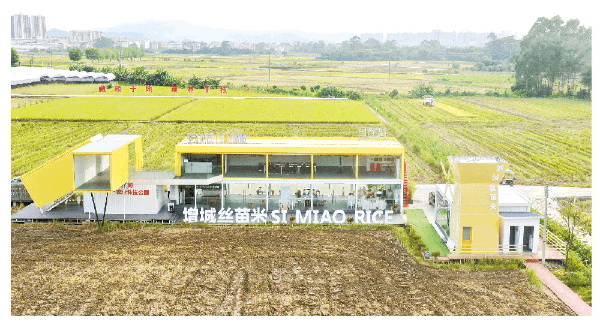 广州增城调整农业结构 撂荒地变丰收地 从产到销有据可依 早稻产量两千万斤