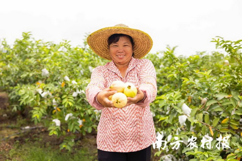 广州都市农业引领风尚 增城区特色水果省级现代农业产业园实现产值3亿元