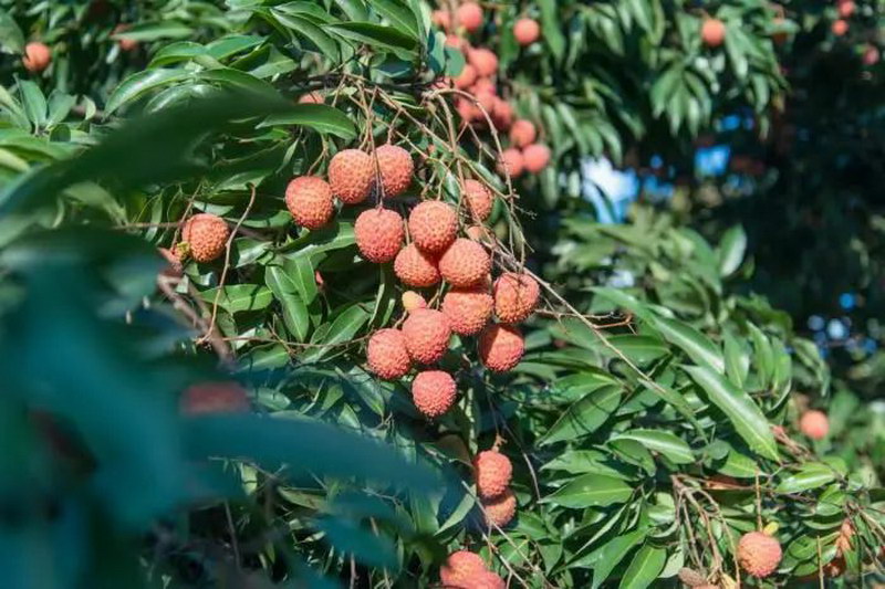 在金融活水灌溉下 广州增城荔枝承载着种植户与企业的信心 被运往全国销售