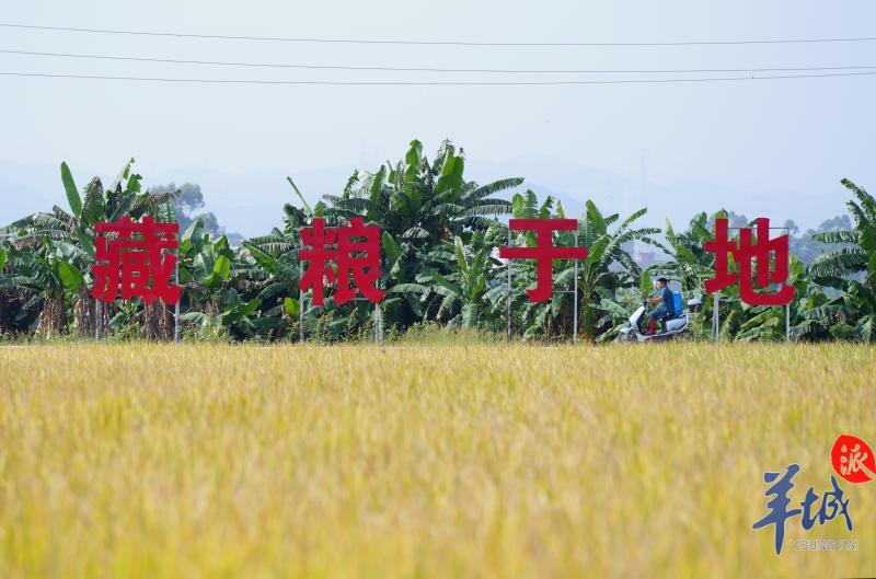 广州增城晚稻成熟迎来收割 “稻田＋”产业链正在形成 丰收季满田尽披“黄金甲”