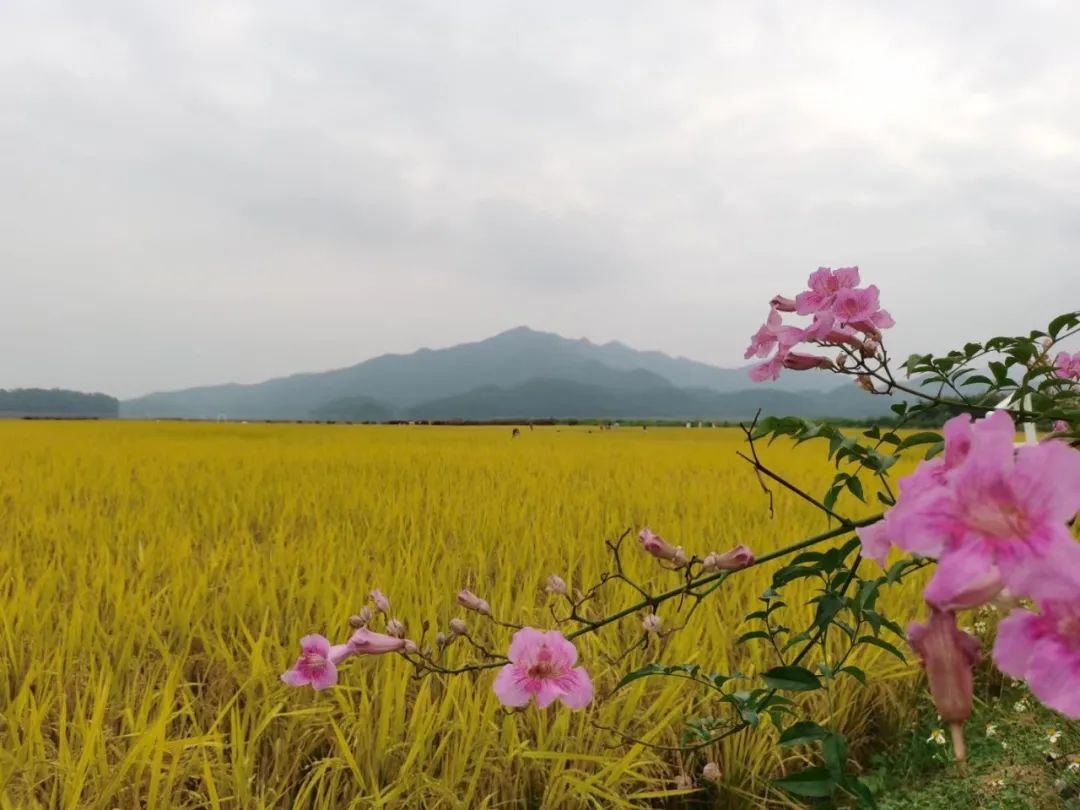 增城区朱村街农业专家朱川:三十载兜兜转转的人生历练 既有不甘也有自豪