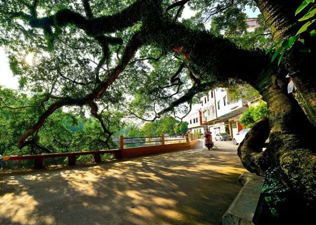 赖汝弼回到了梦魂萦绕的故土增城区小楼镇腊圃村 种下道君树启发和熏陶赖氏子孙