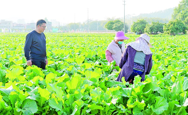 增城区新农人张文彬: 从菜贩到菜心代言人 深耕产业链18载 小菜心创出大产业