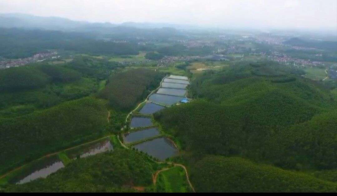 增城区中新镇的德权水产基地和西福泉水产基地 入选广东省“菜篮子”基地