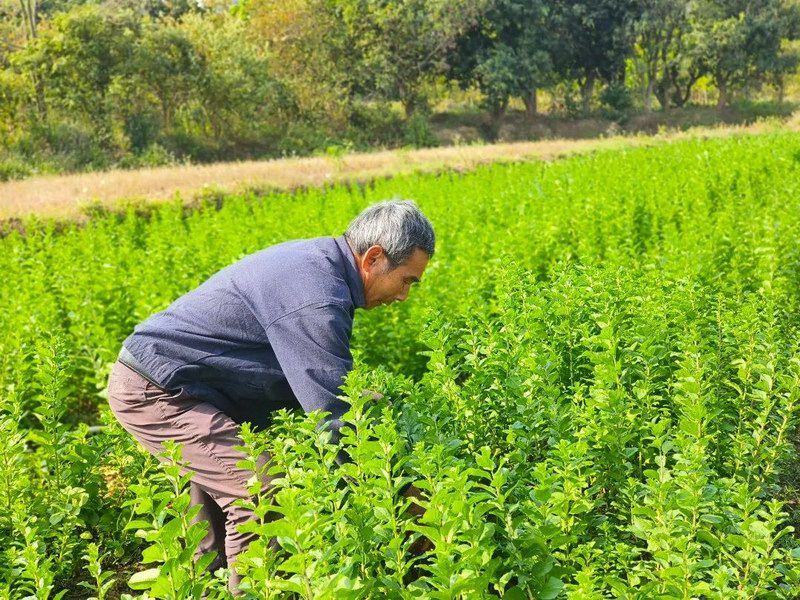 增城区石滩镇仙塘村枸杞叶受食客欢迎 成为村民们发家致富的“宝藏地”