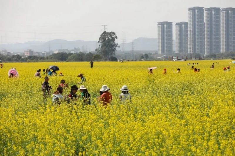 广州增城“六个聚焦”推动乡村振兴见实效 2022年农林牧渔业总产值123亿元