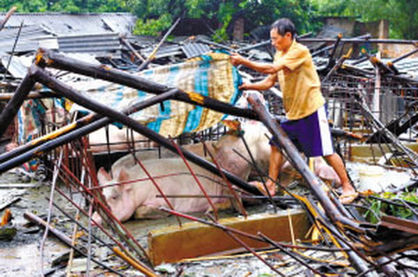增城市石滩镇养猪场遭40余神秘人打砸 五六百头猪走失 场主坚称“从不惹事”