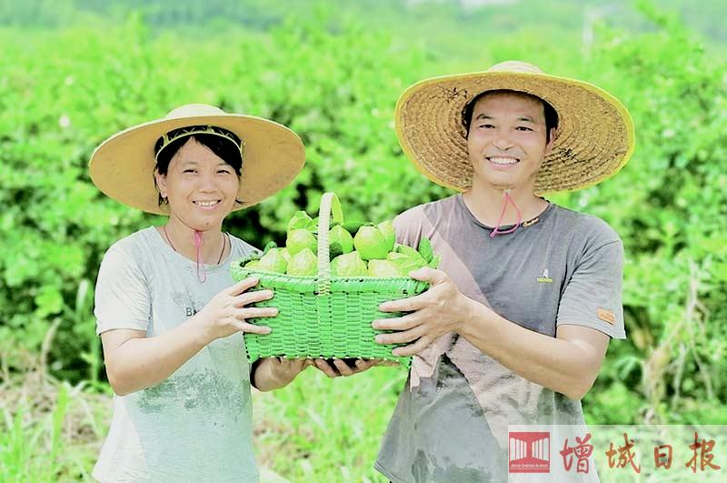 广州市增城区中新镇合益村的香水柠檬清甜畅销 为夏日奶茶添加美味味道 ...