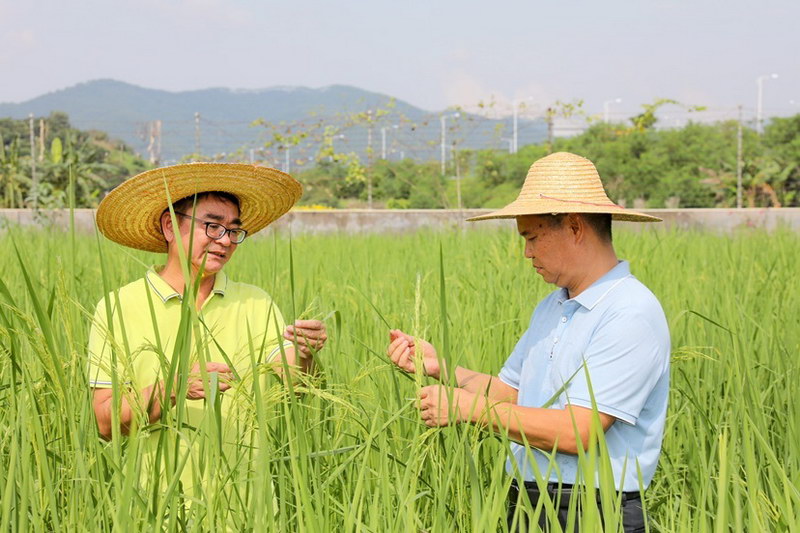 广州增城农业科研人员坚守吃“吃好吃米饭”的初心 使丝苗米成为国家双地标农产品