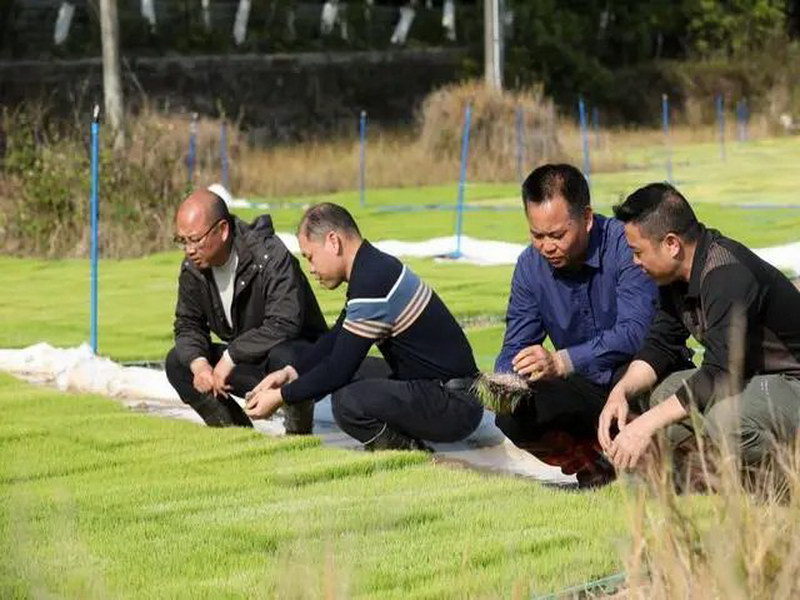 广州市增城区组建农技轻骑兵 为粮食生产保驾护航 全力保障粮食安全