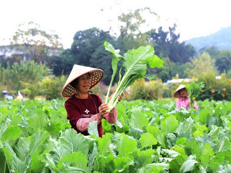 广州增城迟菜心迎来最佳尝鲜期 预计全区年产迟菜心产量高达14.5万吨