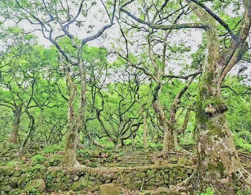 榄香深处是吾乡:乌榄曾是广州增城农民重要的经济来源 承载着家乡的情感记忆