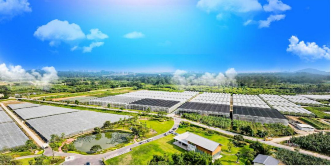 广州市增城区荔湖街的乡丰特色水果产业园 广东单片规模最大的蓝莓设施种植基地