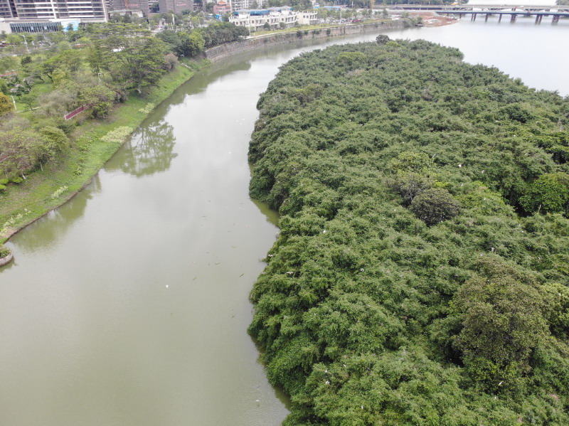 别情洲静卧在增城区荔城街雁塔大桥下游的江水中 是刻在岭南水乡里的“分手圣地”